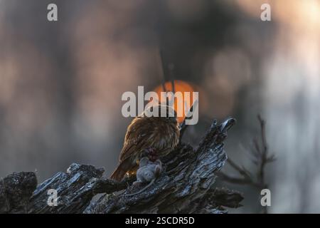 Une chouette pygmée du Brésil de l'est (Glaucidium minutissimum), également connue sous le nom de chouette pygmée ou chouette pygmée du malade, assise sur une petite brindille d'arbre, se nourrissant Banque D'Images