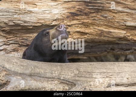 Un ours solaire (Helarctos malayanus) jette un coup d'œil entre deux bûches pourries Banque D'Images