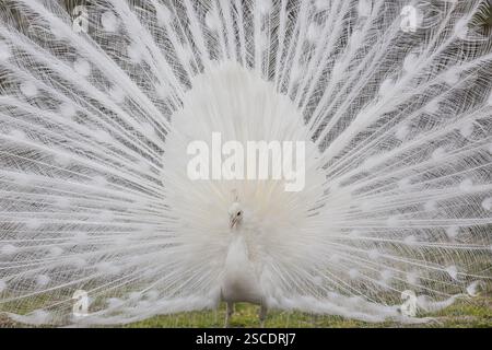 Perle blanc mâle (Pavo cristatus mut. alba) Banque D'Images