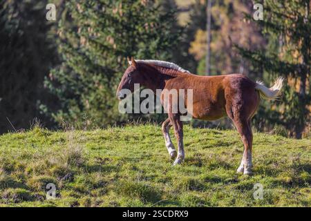 Un cheval Noriker de couleur châtaigne ou Norico-Pinzgauer se dresse sur un paddock ensoleillé Banque D'Images