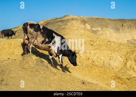 vache noire et blanche descendant une colline sablonneuse Banque D'Images