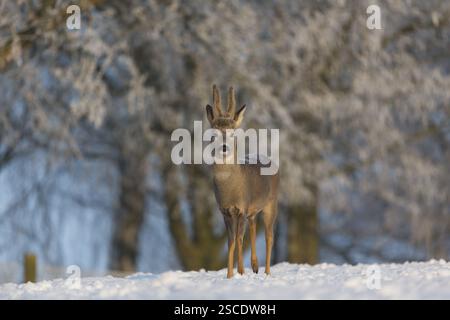 Un mâle Roe Deer, (Capreolus capreolus), marchant sur une prairie enneigée. Arbres couverts de neige en arrière-plan Banque D'Images