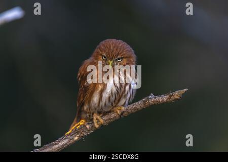 Une chouette pygmée du Brésil de l'est (Glaucidium minutissimum), également connue sous le nom de chouette pygmée ou chouette pygmée de Sick, assise sur une petite brindille d'arbre. Dernière veille Banque D'Images