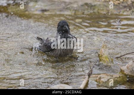 Une corneille adulte, Corvus corone, prenant un bain d'éclaboussure dans un étang peu profond Banque D'Images