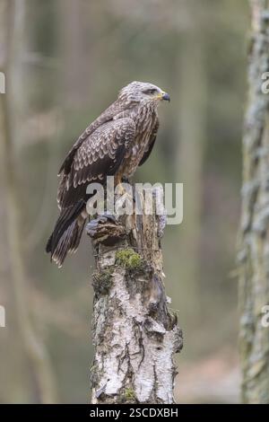 Un cerf-volant noir (Milvus migrans) assis sur un bouleau mort dans une forêt Banque D'Images