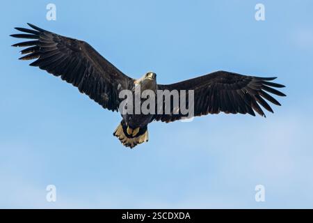Aigle à queue blanche (Haliaeetus albicilla) Banque D'Images