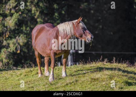 Un cheval Noriker de couleur châtaigne ou Norico-Pinzgauer se dresse sur un paddock ensoleillé Banque D'Images