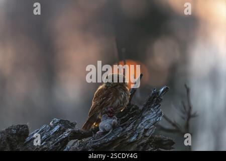 Une chouette pygmée du Brésil de l'est (Glaucidium minutissimum), également connue sous le nom de chouette pygmée ou chouette pygmée du malade, assise sur une petite brindille d'arbre, se nourrissant Banque D'Images