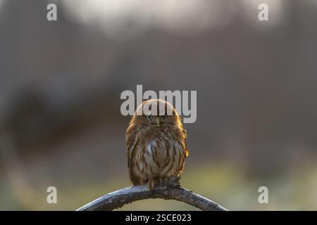 Une chouette pygmée du Brésil de l'est (Glaucidium minutissimum), également connue sous le nom de chouette pygmée ou chouette pygmée de Sick, assise sur une petite brindille d'arbre. Lig. Dos Banque D'Images