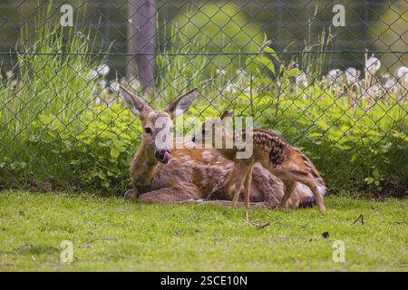 Une femelle Roe Deer, (Capreolus capreolus) avec son fauve nouveau-né (âgé de 30 minutes), repose sur une prairie devant une clôture de jardin Banque D'Images