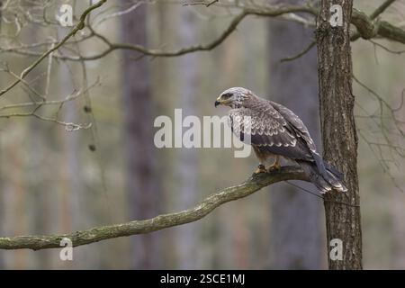 Un cerf-volant noir (Milvus migrans) assis sur une branche d'arbre dans une forêt Banque D'Images