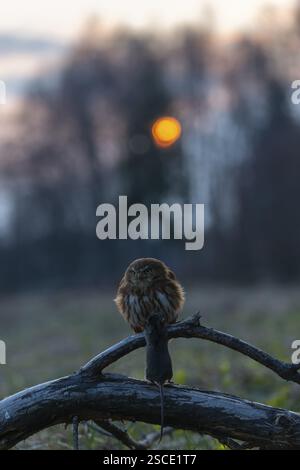 Une chouette pygmée du Brésil de l'est (Glaucidium minutissimum), également connue sous le nom de chouette pygmée ou chouette pygmée du malade, assise sur une petite brindille d'arbre, se nourrissant Banque D'Images