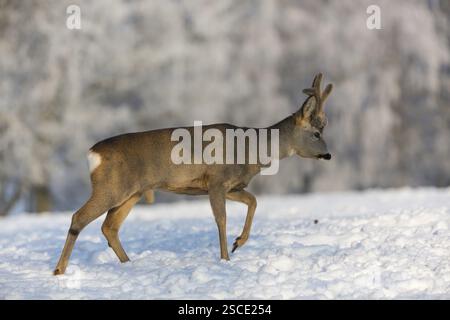 Un mâle Roe Deer, (Capreolus capreolus), marchant sur une prairie enneigée. Arbres couverts de neige en arrière-plan Banque D'Images