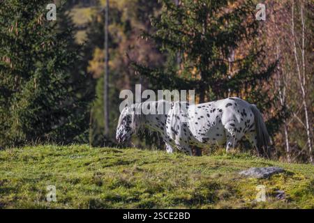 Un cheval Noriker repéré par un léopard ou Norico-Pinzgauer se dresse sur un paddock ensoleillé Banque D'Images