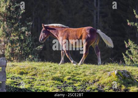 Un cheval Noriker de couleur châtaigne ou Norico-Pinzgauer se dresse sur un paddock ensoleillé Banque D'Images