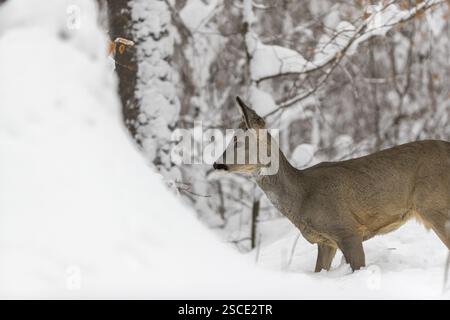 Portrait d'un jeune mâle Roe Deer, Roe buck (Capreolus capreolus), debout dans une forêt dans la neige profonde. Arbres en arrière-plan Banque D'Images