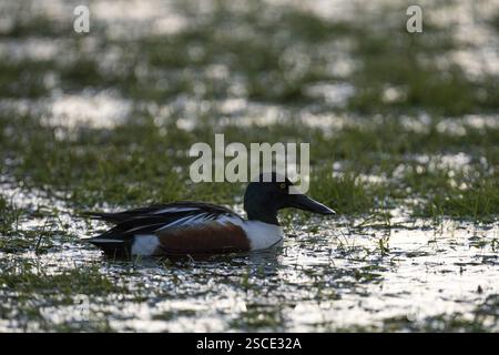 Pelle (Anas clypeata), drake, rétroéclairé, Ochsenmoor, Duemmer, Lemfoerde, basse-Saxe, Allemagne, Europe Banque D'Images
