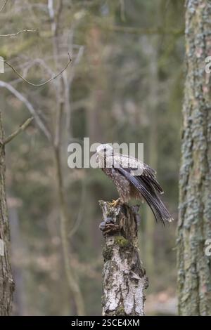 Un cerf-volant noir (Milvus migrans) assis sur un bouleau mort dans une forêt Banque D'Images