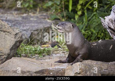 Une loutre géante ou une loutre de rivière géante (Pteronura brasiliensis) assise sur un rocher. Une végétation verte en arrière-plan Banque D'Images