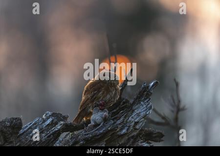 Une chouette pygmée du Brésil de l'est (Glaucidium minutissimum), également connue sous le nom de chouette pygmée ou chouette pygmée du malade, assise sur une petite brindille d'arbre, se nourrissant Banque D'Images