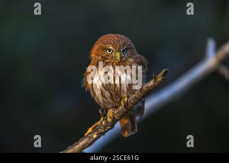 Une chouette pygmée du Brésil de l'est (Glaucidium minutissimum), également connue sous le nom de chouette pygmée ou chouette pygmée de Sick, assise sur une petite brindille d'arbre. Dernière veille Banque D'Images