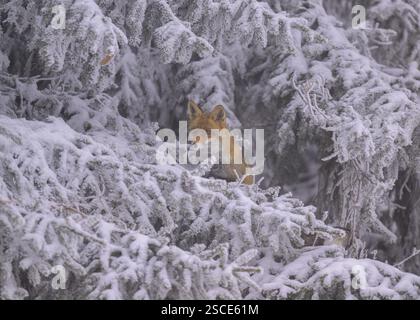 Renard roux (Vulpes vulpes), cherchant refuge sous les branches sur une épinette couverte de glace et de neige par une journée d'hiver brumeuse et brumeuse. Réserve de biosphère, Souabe Banque D'Images
