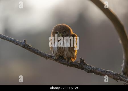 Une chouette pygmée du Brésil de l'est (Glaucidium minutissimum), également connue sous le nom de chouette pygmée ou chouette pygmée de Sick, assise sur une petite brindille d'arbre. Lig. Dos Banque D'Images