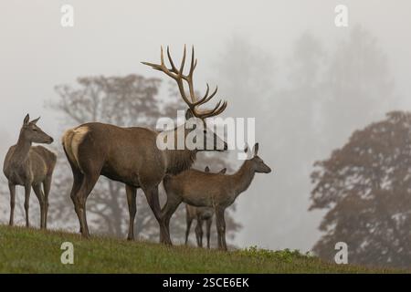 Un cerf de cerf rouge (Cervus elaphus) à la saison des ornières, debout sur une prairie verte. Certains font à proximité et une forêt en automne feuillage et brouillard dense n th Banque D'Images