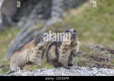 Deux Marmotte alpine, Marmota marmota, debout sur un rocher avec de l'herbe verte en arrière-plan, Grossglockner haute route alpine, parc national Hohe Tauern Banque D'Images