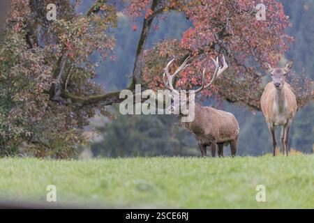 Un cerf de cerf rouge (Cervus elaphus) et une biche debout sur une prairie verte. Une forêt en feuillage d'automne en arrière-plan Banque D'Images