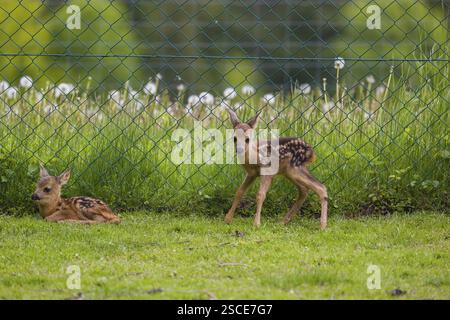 Deux faons nouveau-nés (Capreolus capreolus) (âgés de 30 minutes), reposent sur un pré devant une clôture de jardin Banque D'Images