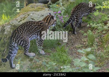 Deux Ocelot, Leopardus pardalis, marchant sur l'herbe verte avec une végétation verte en arrière-plan Banque D'Images