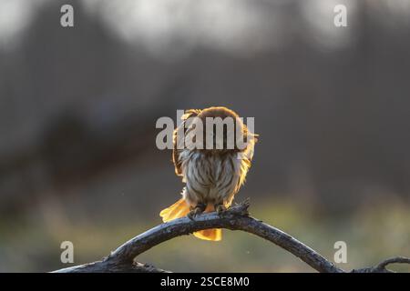 Une chouette pygmée du Brésil de l'est (Glaucidium minutissimum), également connue sous le nom de chouette pygmée ou chouette pygmée de Sick, assise sur une petite brindille d'arbre. Lig. Dos Banque D'Images