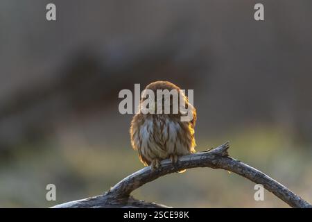 Une chouette pygmée du Brésil de l'est (Glaucidium minutissimum), également connue sous le nom de chouette pygmée ou chouette pygmée de Sick, assise sur une petite brindille d'arbre. Lig. Dos Banque D'Images