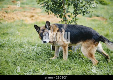 Un berger allemand se tient attentif à côté d'un petit arbre dans l'herbe Banque D'Images