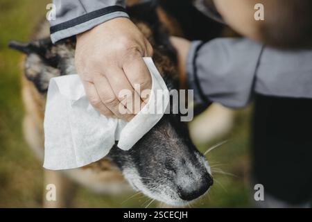 Gros plan du visage d'un chien essuyé délicatement par la main d'une personne Banque D'Images