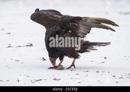 Turquie Vulture (Cathartes aura) se nourrissant sur une plage, Volunteer point, îles Falkland, Grande-Bretagne, Atlantique Sud, Amérique du Sud Banque D'Images