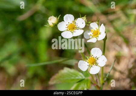 Photo macro de fleurs de fraise sauvage (fragaria vesca) en fleurs Banque D'Images
