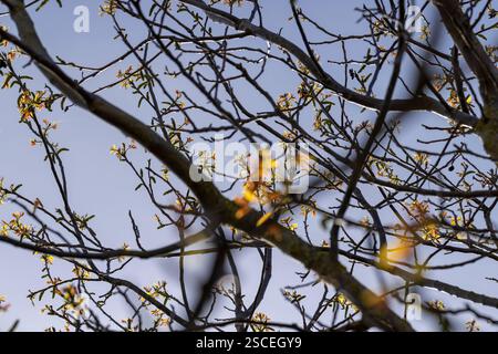 le premier feuillage et fleurs en forme de boucles d'oreilles en noyer, branches avec feuillage et fleurs de noyer sur un ciel bleu Banque D'Images