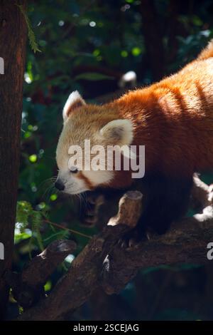 Un panda rouge sur une branche d'arbre dans le zoo de Central Park, Manhattan, New York Banque D'Images