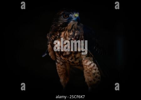 Aigle, faucon, oiseaux prédateurs, rapaces, aigle à tête blanche, talons, gros oiseaux Banque D'Images