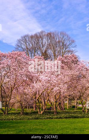 Magnifique soucoupe rose Magnolia Trees (Magnolia x soulangeana) en pleine floraison, RBG, Ontario Banque D'Images