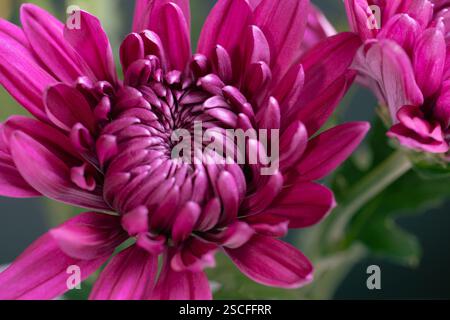 Fleuristes roses chrysanthème fleurit avec des tiges vertes Banque D'Images