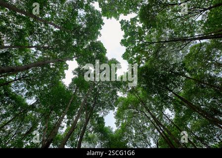 Forêt dense photographiée depuis un angle vers le haut Banque D'Images