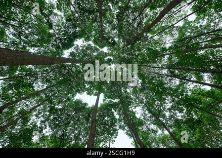 Forêt dense photographiée depuis un angle vers le haut Banque D'Images