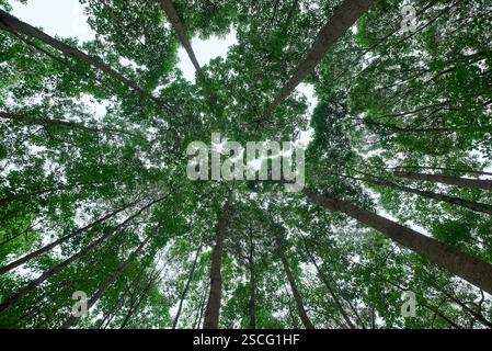 Forêt dense photographiée depuis un angle vers le haut Banque D'Images