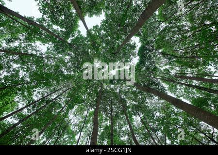 Forêt dense photographiée depuis un angle vers le haut Banque D'Images