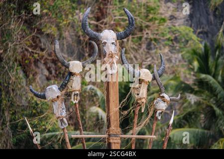 Crânes de taureau effrayants avec de grandes cornes sur des bâtons en bois. Crânes de buffle dans la forêt. Rituel tribu. Décoration d'Halloween. Rituel mystique avec les vaches Banque D'Images