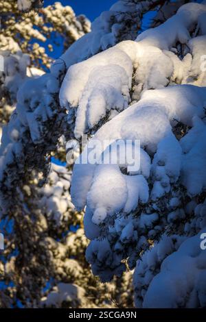 Une branche de pin se plie sous le poids de l’hiver, son manteau neigeux scintille. Les ombres dansent à travers le gel, peignant une histoire silencieuse de lumière et de froid. Banque D'Images