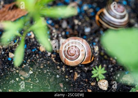Un escargot dans la coquille assis dans le jardin parmi l'herbe, poison répandu sur le sol, protecteur de jardin Banque D'Images
